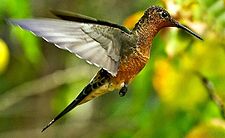 Giant hummingbird