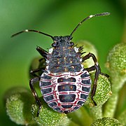 Third or fourth instar nymph