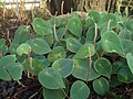 Peperomia hernandiifolia