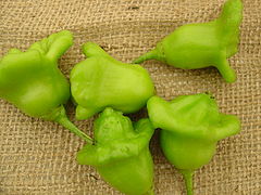 Variété traditionnelle espagnole de Capsicum baccatum (pimiento campanilla).