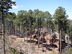 Pinus engelmannii — сосна, названная в честь Джорджа Энгельмана