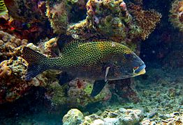 Un gaterin arlequin ou diagramme à pois (Plectorhinchus chaetodonoides)