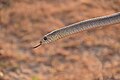 An oriental rat snake found in southern India.