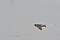 Red-throated Cliff Swallow flying on its back