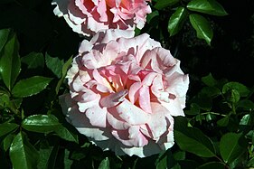 Rosa 'Miami Moon', one of the many flowering plants at the zoo