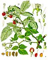 Rubus idaeus L.