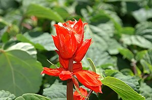 샐비어(S. splendens)