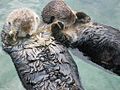 Otters holding hands at the Vancouver Aquarium