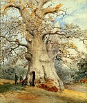 Painting of the Shelton Oak
