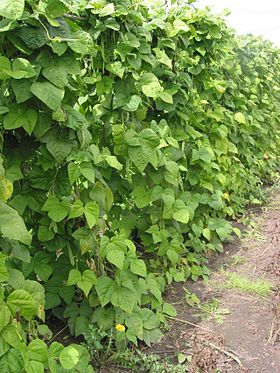 Plantas de Phaseolus vulgaris - o feijão comum.