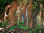 Lengths of brocade tied around the exposed roots of a Hopea odorata or "Ta-khian tree" growing on a steep slope as an offering to Nang Ta-khian