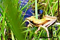 adult stage with yellow dorsal colouration found in world heritage Horton Plains National Park