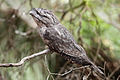 Image 19 Tawny Frogmouth Photo: Benjamint444 The Tawny Frogmouth (Podargus strigoides) is a large species of frogmouth found throughout the Australian mainland, Tasmania, and southern New Guinea. Unlike the owl for which it is often mistaken, the Tawny Frogmouth is not a bird of prey. Instead, it is almost exclusively insectivorous. For defense, it relies on cryptic camouflage, standing still to appear part of a branch. More selected pictures