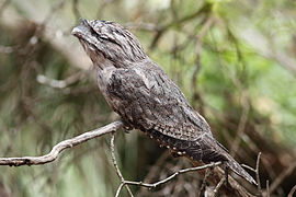 Tawny-frogmouth