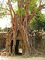 Fromager à Ta Prohm, Angkor Vat, Cambodge.