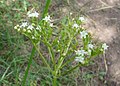 Valeriana occidentalis