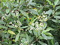 Viburnum globosum