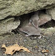 Brown shrews