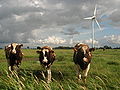 Image 21Livestock grazing near a wind turbine. (from Wind power)