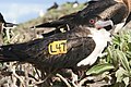 Great frigatebird with a wing tag