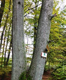 Zweiländereiche am Harzer Grenzweg