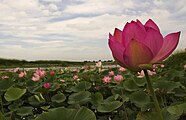 Des lotus sacrés sur l'île Bolchoï Oussouriisk.