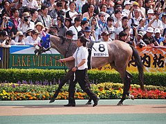 8:メイショウテンゲン