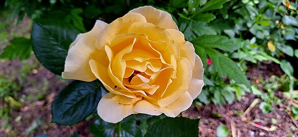 A bright yellow rose in Radovanu, Romania