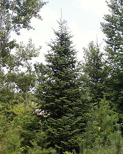 Description de l'image Abies_balsamea1.jpg.