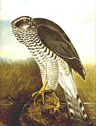 Ястреб-тетеревятник (Accipiter gentilis). Гравюра И.Ф. Наумана