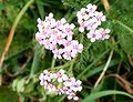 Achillea millefolium (infiorescenza)