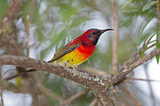 sunbird with brown wings, yellow belly, red face, chest, and upper back, and black on face