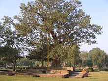 Anandabodhi tree (Ficus religiosa) in Jetavana Monastery, Sravasti