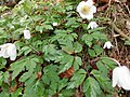 Anemone nemorosa