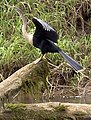 Anhinga anhinga