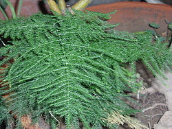 Asparagus setaceus.