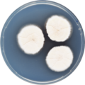 Aspergillus spinulosporus growing on CYA plate