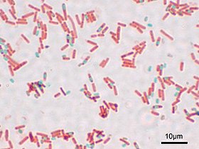 Bacillus subtilis