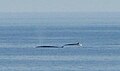 Balaenoptera physalus Fin whale