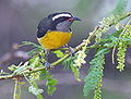 Reinita común (Coereba flaveola)