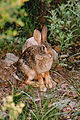 Lepre californiana Lepus californicus