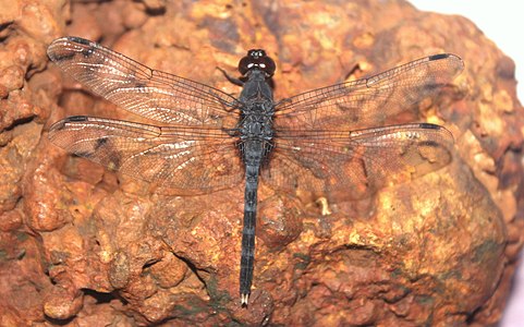 male