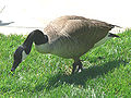 Canadian Goose (Branta canadensis)