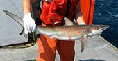 Requin de sable dans les mains d'un pêcheur