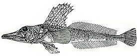 Channichthys velifer, самка