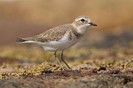 Double-banded plover, non-breeding plumage, by JJ Harrison