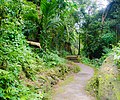 A forest path near Cherrapunji.