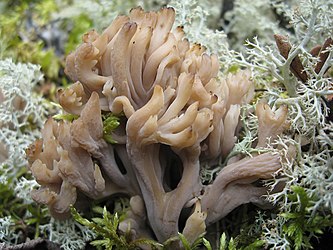 White coral fungus