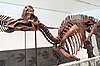 Corythosaurus skeleton
