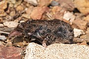 Brown shrew